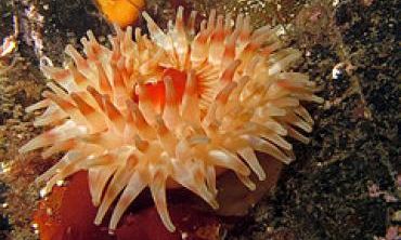 Anemone Anemone
