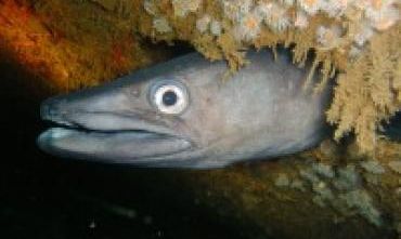 Congel Eel Congel Eel