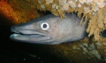 Congel Eel