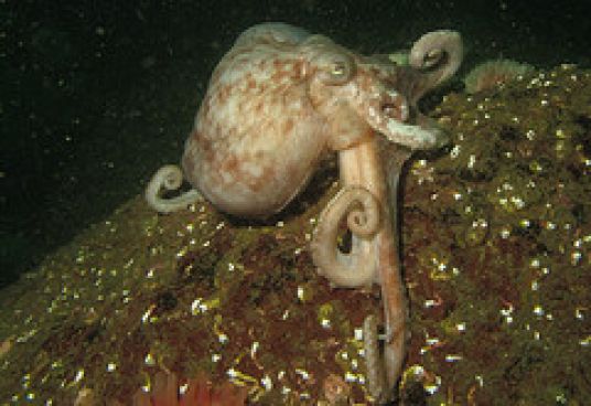 Octopus Octopus