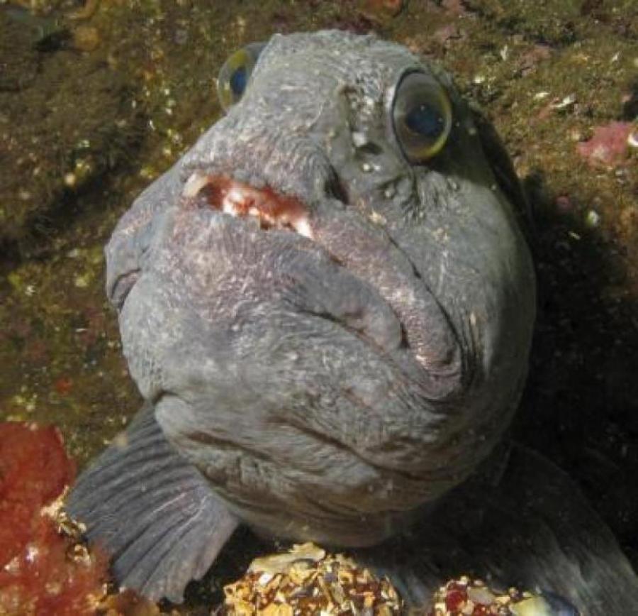 Wolf Fish Wolf Fish