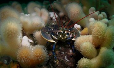 Lobster Lobster